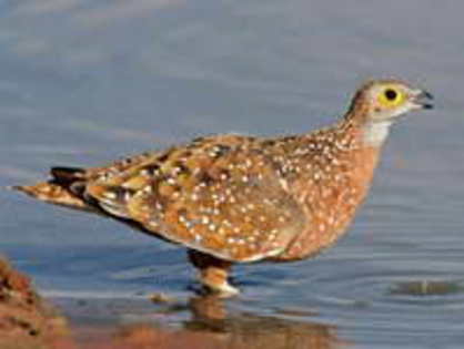 sandgrouse,%20spotted%20%20Nico%20Smit%201 - Minuni ale lui Dumnezeu
