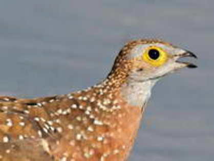 sandgrouse,%20spotted%20%20Nico%20Smit%202 - Minuni ale lui Dumnezeu