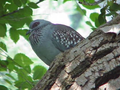 speckled_pigeon - Minuni ale lui Dumnezeu