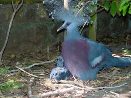 victoria_crown_chick_01497