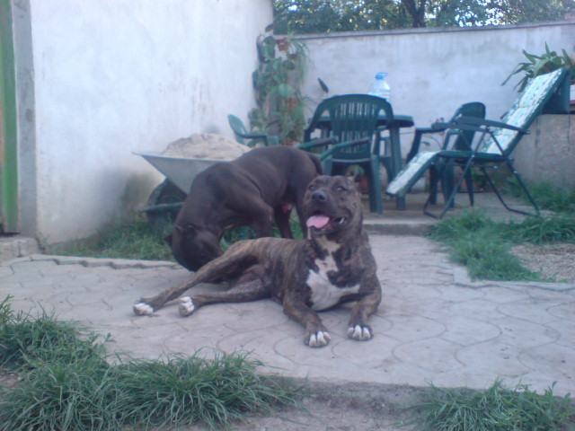 fritz&coraa - PRENOTARI PT CAINI DIN RASA AMSTAFF SI PITBULL