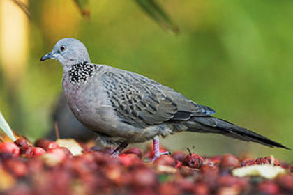 300px-Streptopelia_chinensis_Tas_Edit - Minuni ale lui Dumnezeu
