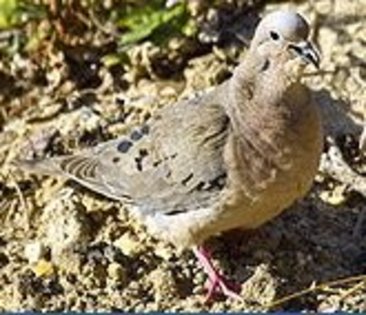 eareddove