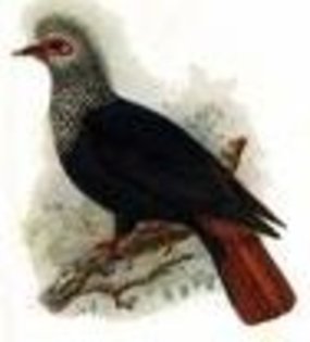 indianoceanalectroenas