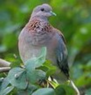 laughingdove
