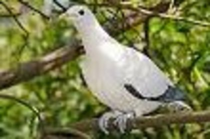 marquesanimperialpigeon