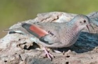 newworldgrounddove