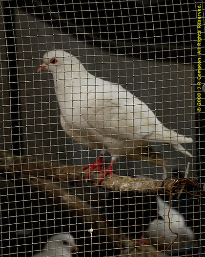 Picassos-peace-dove_J210195 - Minuni ale lui Dumnezeu