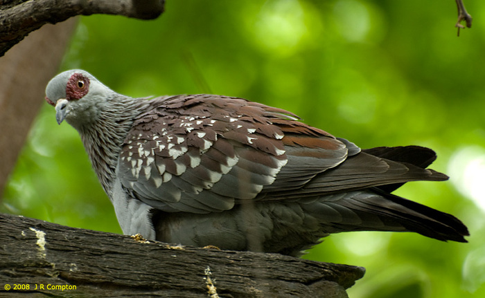pink-eye-pigeon_J218235