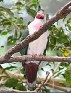ptilinopusfruitdoves