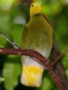whistlingdove