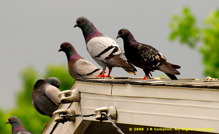 wild-pigeons_J210199