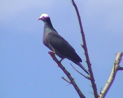 pigeon