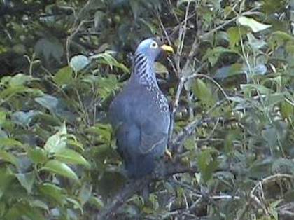 rameronpigeon