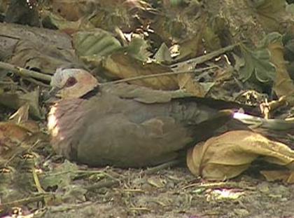 redeyeddove