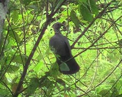 srilankawoodpigeon