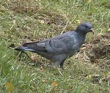 stockdove