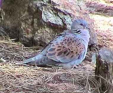 turtledove