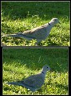 Collard_Dove_2__by_only_Freak_by_nature