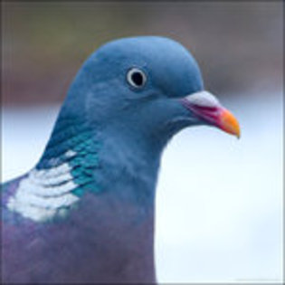 Pigeon_Portrait_by_keldbach