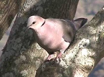 redeyeddove