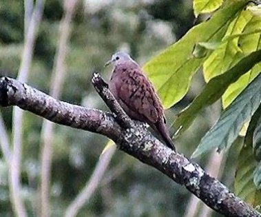 ruddygrounddove
