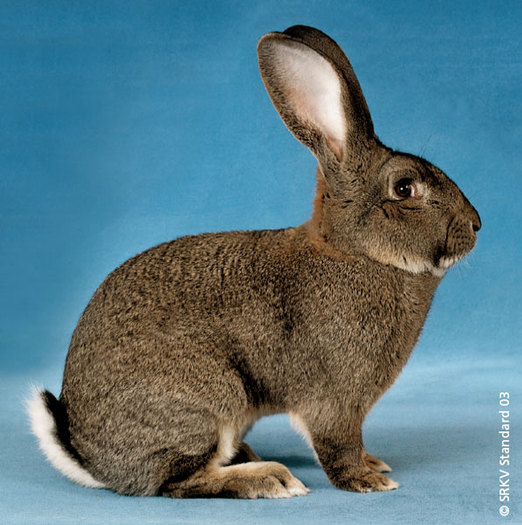 Urias belgian gri (agutti) 01 - Rase de iepuri mari medii si mici