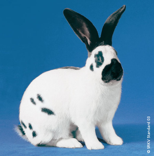 Pestrit elvetian (albastru) 01 - Rase de iepuri mari medii si mici