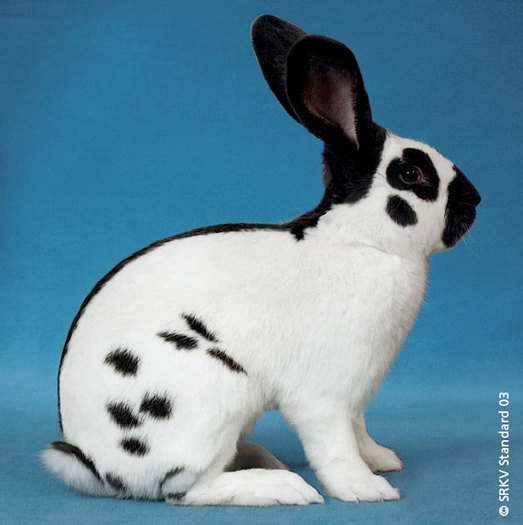 Pestrit elvetian (negru) 01 - Rase de iepuri mari medii si mici