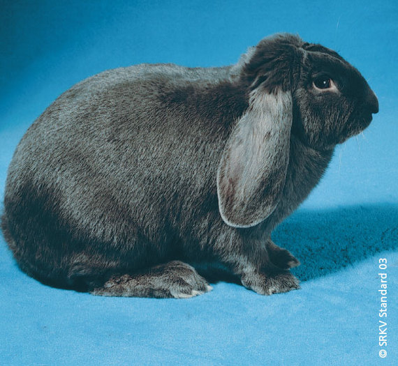 Berbec francez albastru 01; Berbec francez albastru
