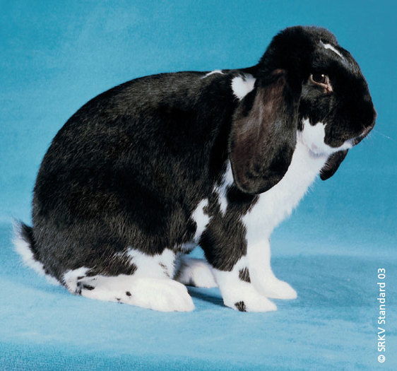 Berbec francez pestrit (negru) 01 - Rase de iepuri mari medii si mici