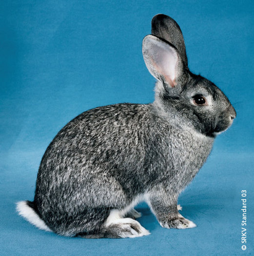 Chinchilla Mare 01; Chinchilla Mare
