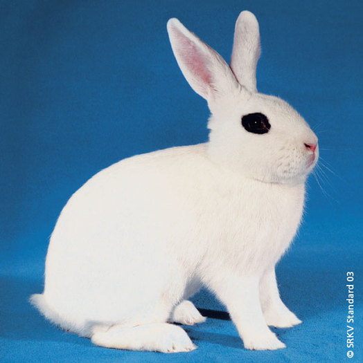 Alb de hotot 01; Alb de hotot
