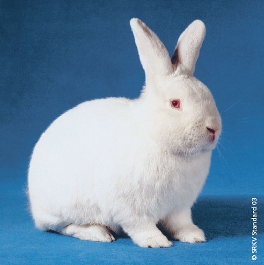 Alb neozeelandez 01; Alb neozeelandez
