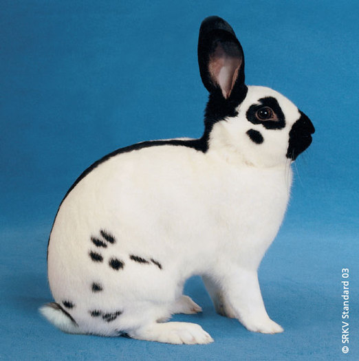 Pestrit ceh negru 01 - Rase de iepuri mari medii si mici