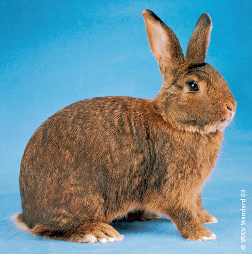 Deilenaar 01; Deilenaar
