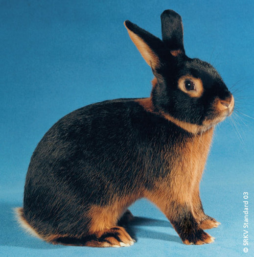 Foc negru 01; Foc negru
