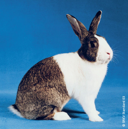 Rasa olandeza gri 01; Rasa olandeza gri
