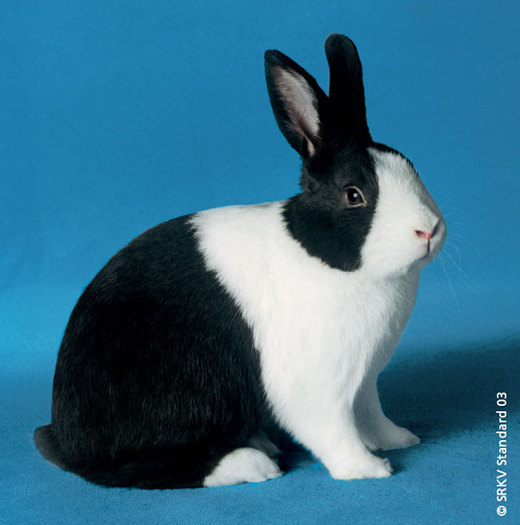 Rasa olandeza negru 01; Rasa olandeza negru
