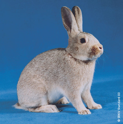 Argintiu mic brun 01; Argintiu mic brun
