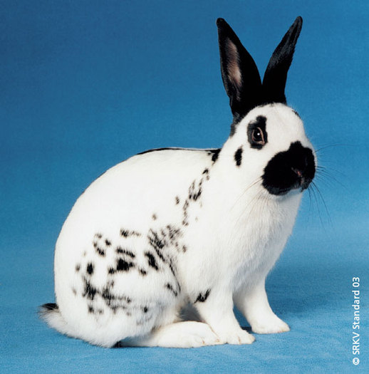 Pestrit englez negru 01; Pestrit englez negru
