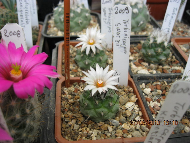 Turbinicarpus swarzii - Turbinicarpus