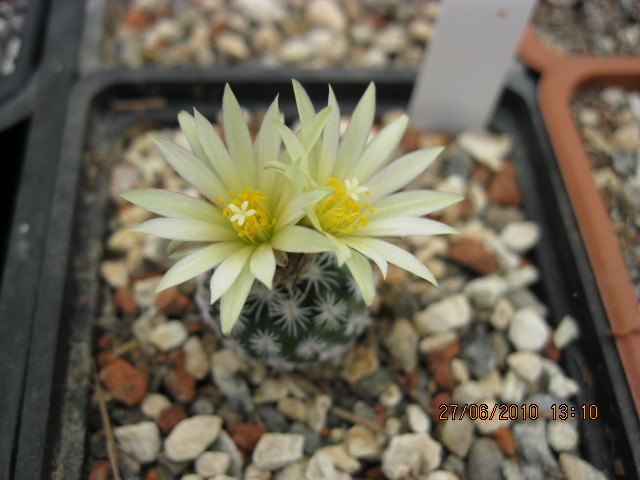 Turbinicarpus krainzianus