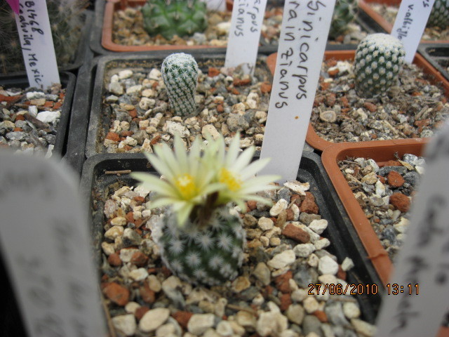 Turbinicarpus krainzianus