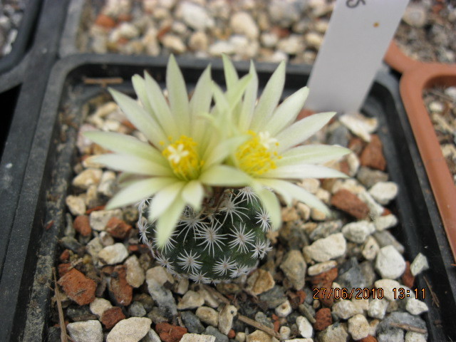 T. krainzianus