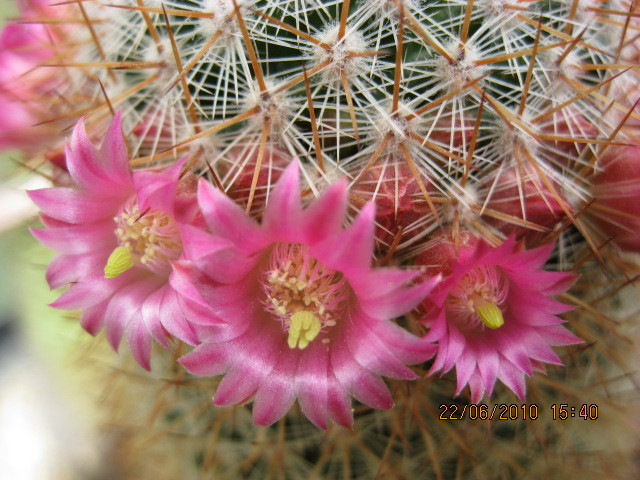 kaktuszok 2010 jun.25 045 - Mammillaria