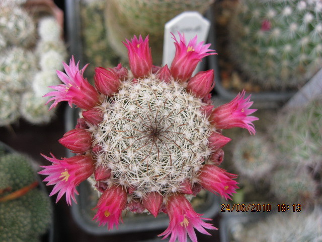 kaktuszok 2010 jun.25 077 - Mammillaria