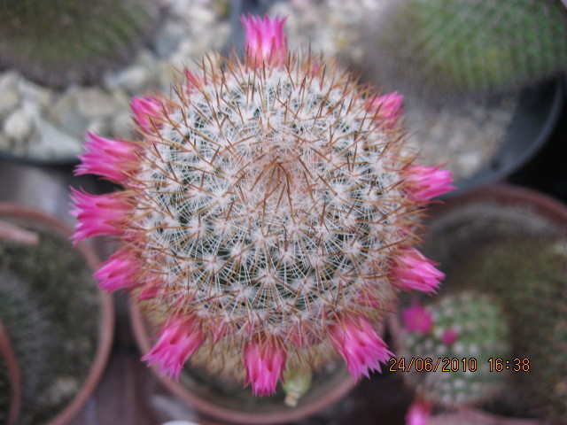 kaktuszok 2010 jun.25 115 - Mammillaria