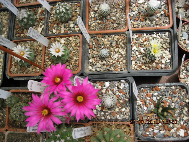 Kaktuszok 2010.iun.27 029 - Mammillaria