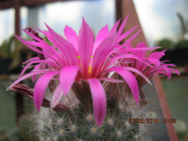 Kaktuszok 2010.iun.27 040 - Mammillaria